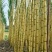 【精选】云南黄皮甘蔗黄金甘蔗货源充足甜美多汁欢迎