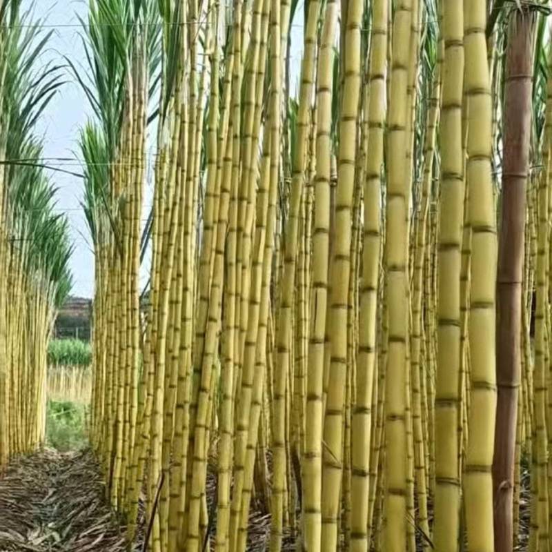 【精选】云南黄皮甘蔗黄金甘蔗货源充足甜美多汁欢迎