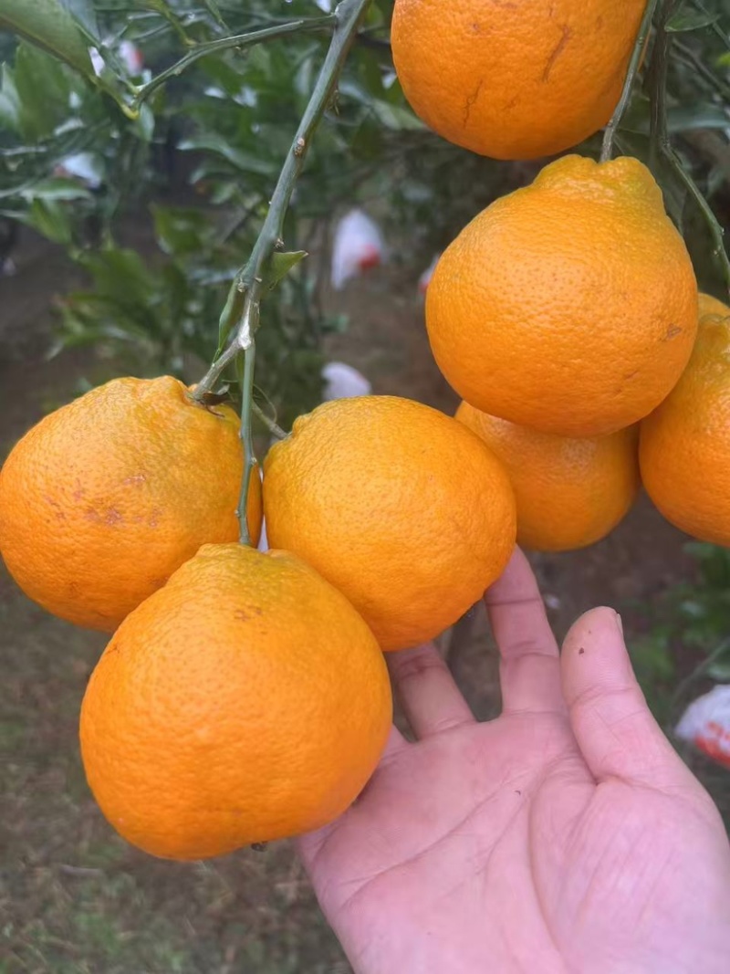 四川耙耙柑大量供应，口感好，品质好，产地货源量大