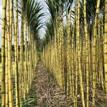 【推荐】云南黄皮甘蔗货源充足基地一手货源品质好