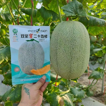 双全蜜晓蜜25哈密瓜早熟大果品种白皮白网
