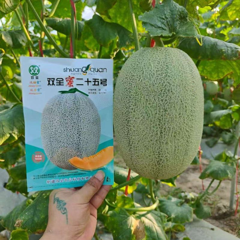 双全蜜晓蜜25哈密瓜早熟大果品种白皮白网