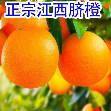 正宗赣南脐橙不打蜡，不催熟产地直发，量大优惠欢迎合作