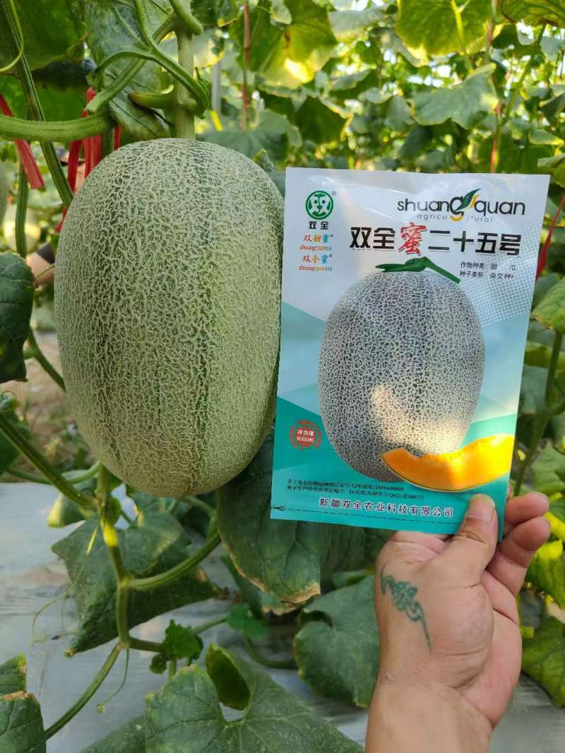 双全蜜晓蜜25哈密瓜早熟大果品种白皮白网