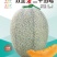双全蜜晓蜜25哈密瓜早熟大果品种白皮白网