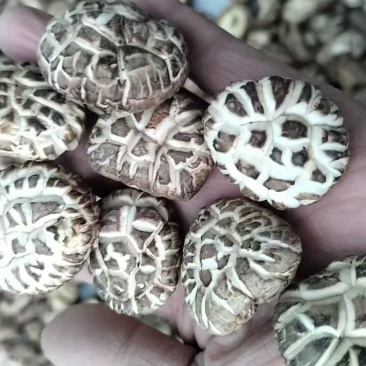 新麻花菇品质优良产地直供