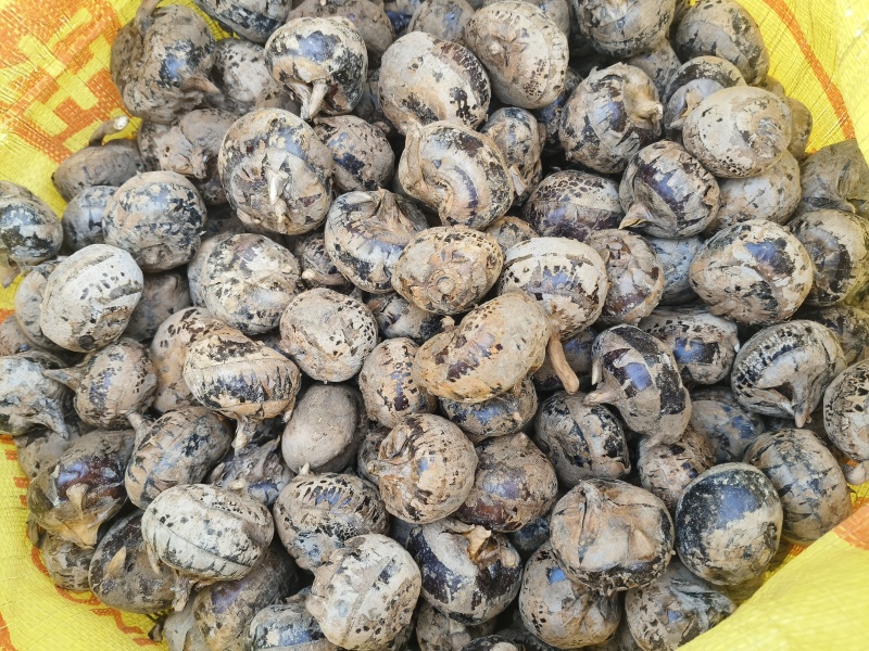 广西马蹄