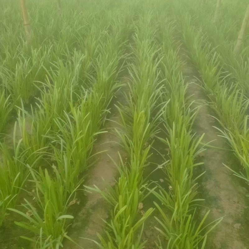 河南大叶韭菜大量供应中对接市场档口商超一条龙服务欢迎来电