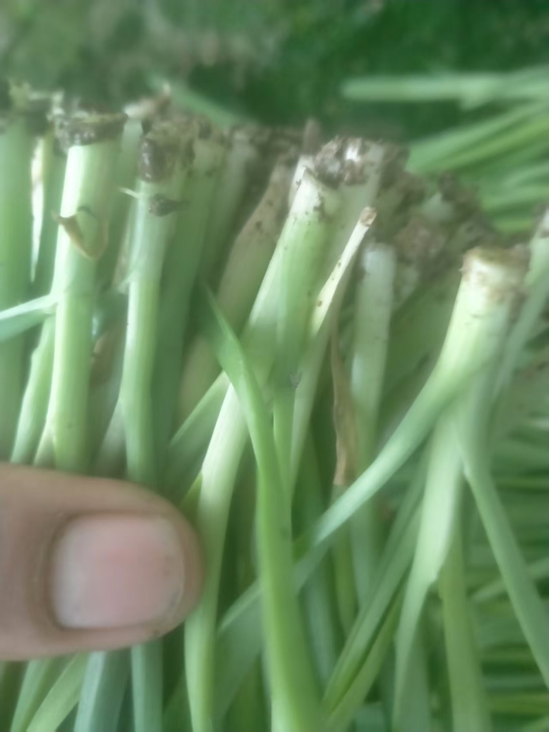河南大叶韭菜大量供应中对接市场档口商超一条龙服务欢迎来电