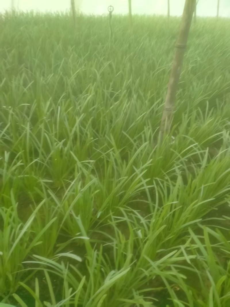 河南大叶韭菜大量供应中对接市场档口商超一条龙服务欢迎来电