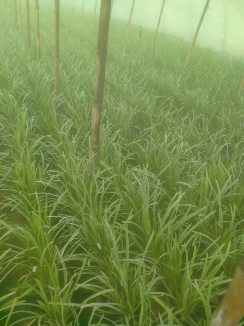 河南大叶韭菜大量供应中对接市场档口商超一条龙服务欢迎来电