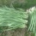 河南大叶韭菜大量供应中对接市场档口商超一条龙服务欢迎来电