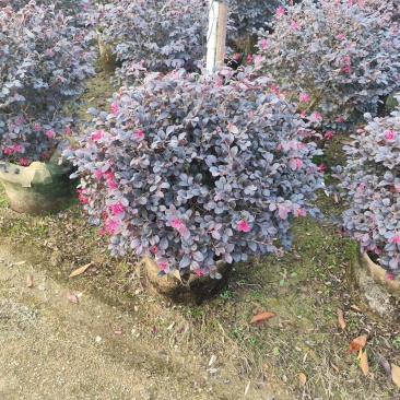 红继木50-100高大量出售基地现货直销需要联系