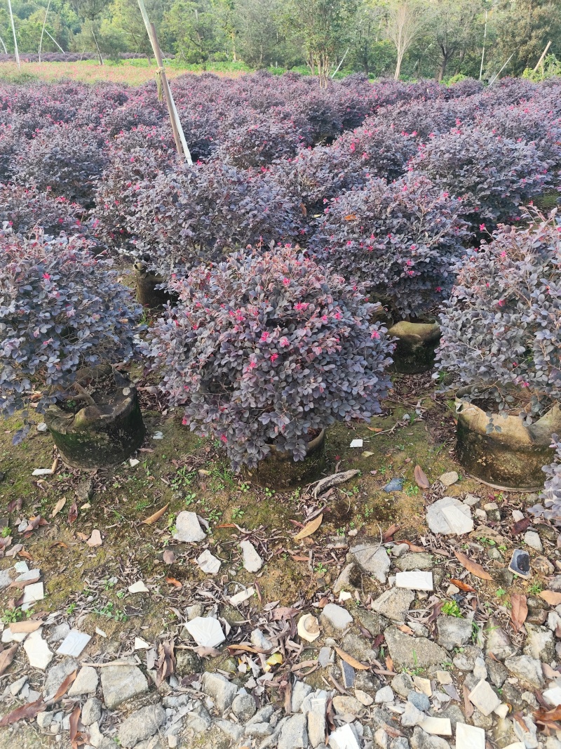 红继木50-100高大量出售基地现货直销需要联系