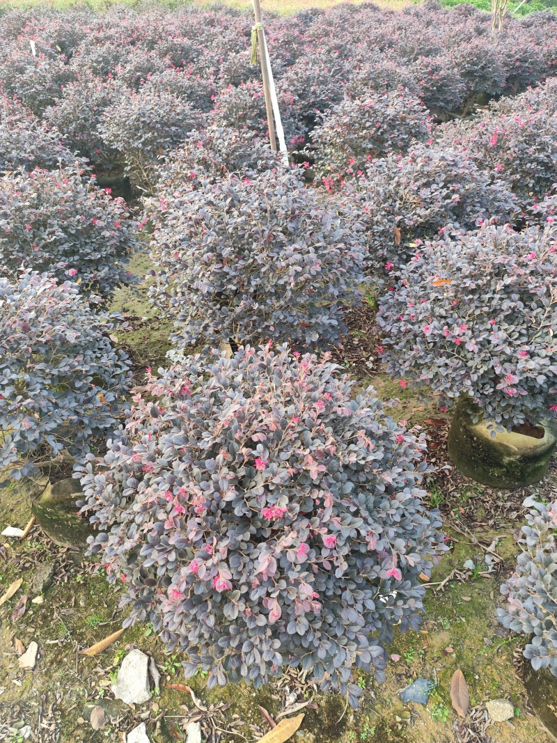 红继木50-100高大量出售基地现货直销需要联系