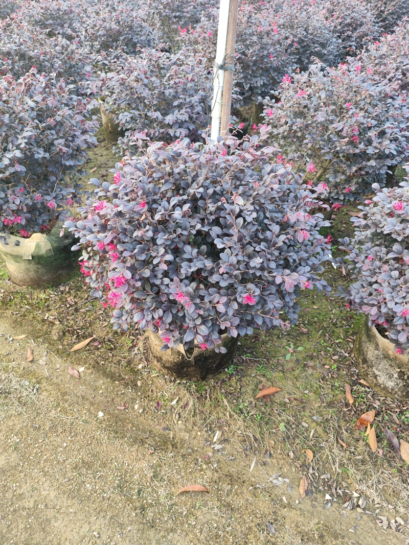 红继木50-100高大量出售基地现货直销需要联系