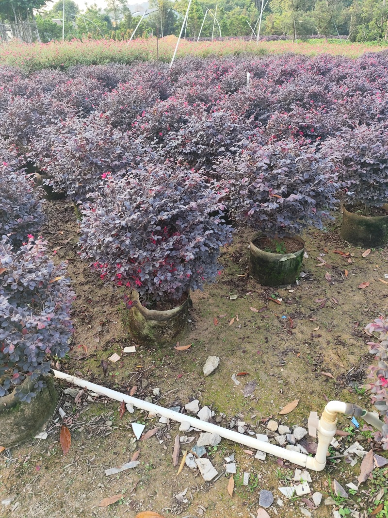红继木50-100高大量出售基地现货直销需要联系