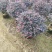 红继木50-100高大量出售基地现货直销需要联系
