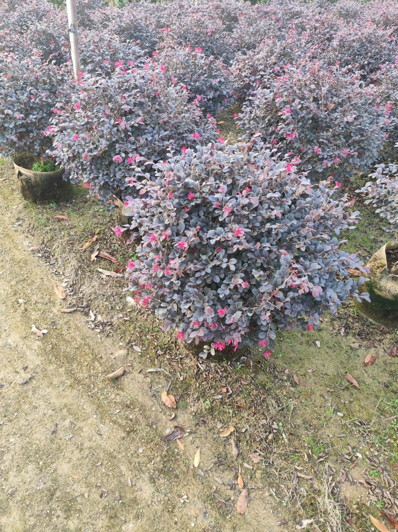 红继木50-100高大量出售基地现货直销需要联系