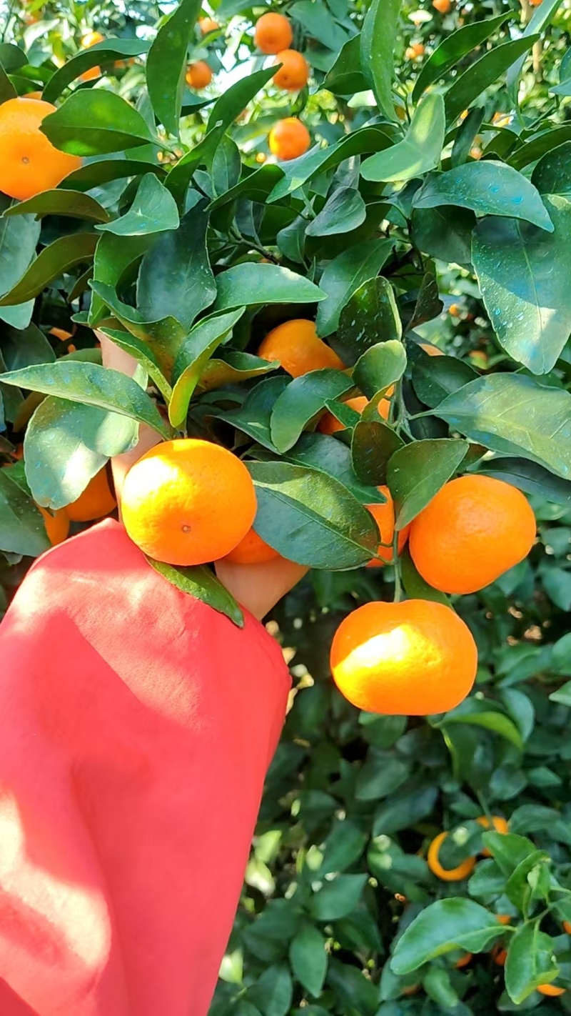 广西正宗砂糖橘大量上市品质保证量大从优一手货源