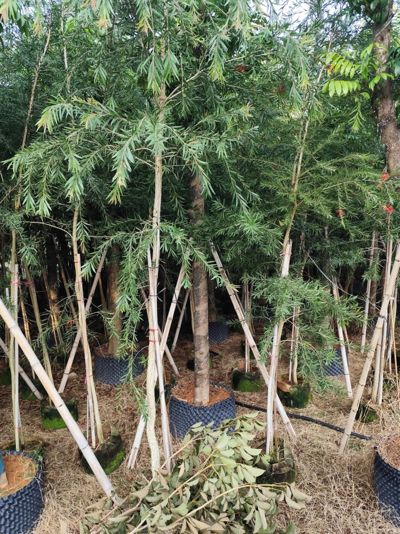 红千层2-3公分出售需要老板联系洽谈合作