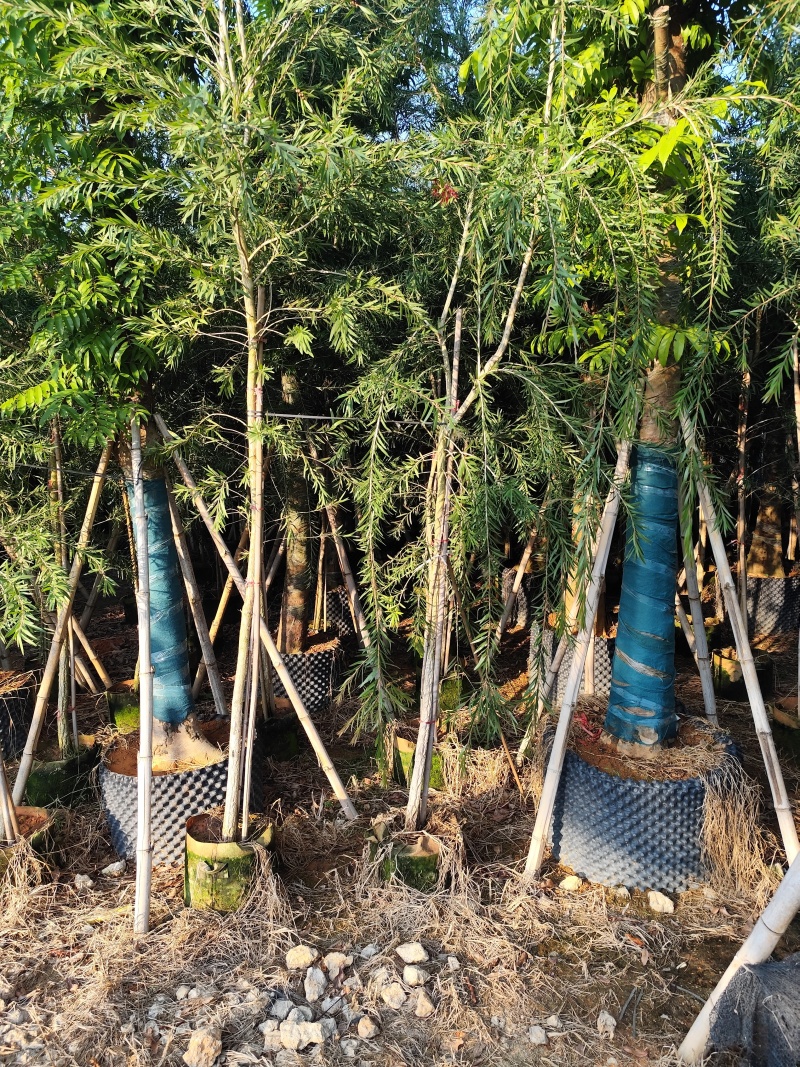 红千层2-3公分出售需要老板联系洽谈合作