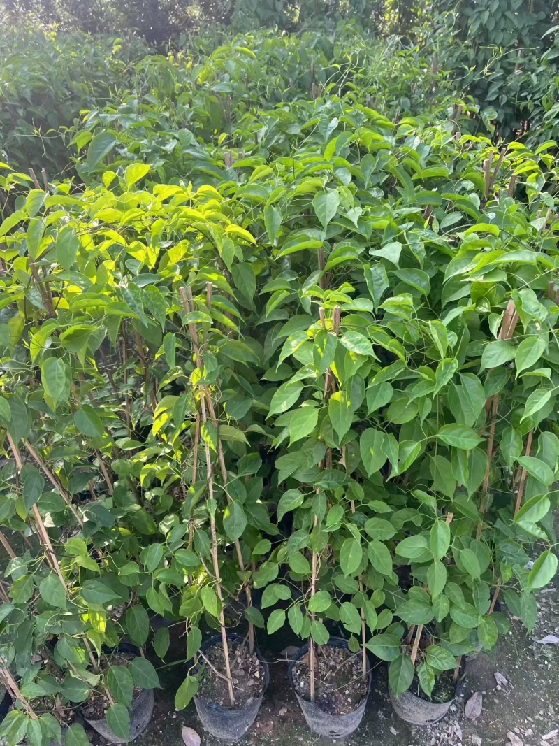 炮仗花60-120高出售基地现货直销期待洽谈合作