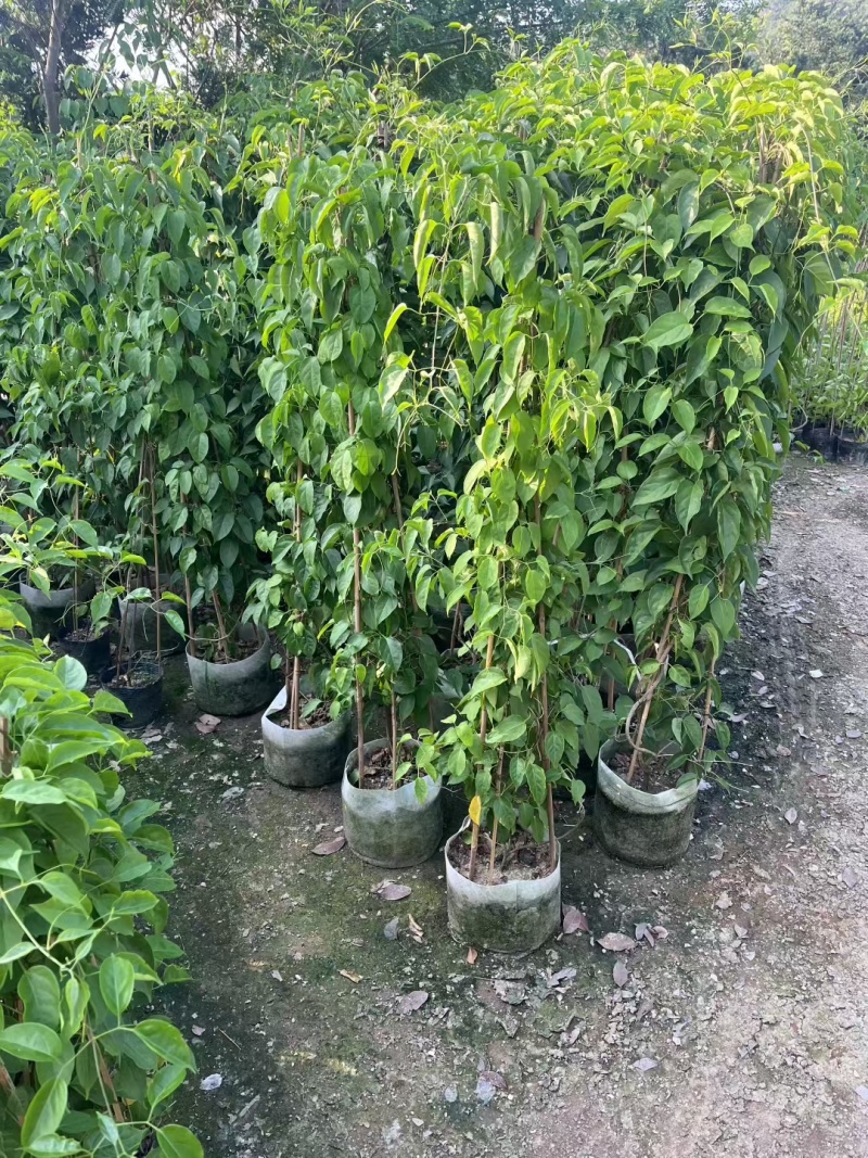 炮仗花60-120高出售基地现货直销期待洽谈合作