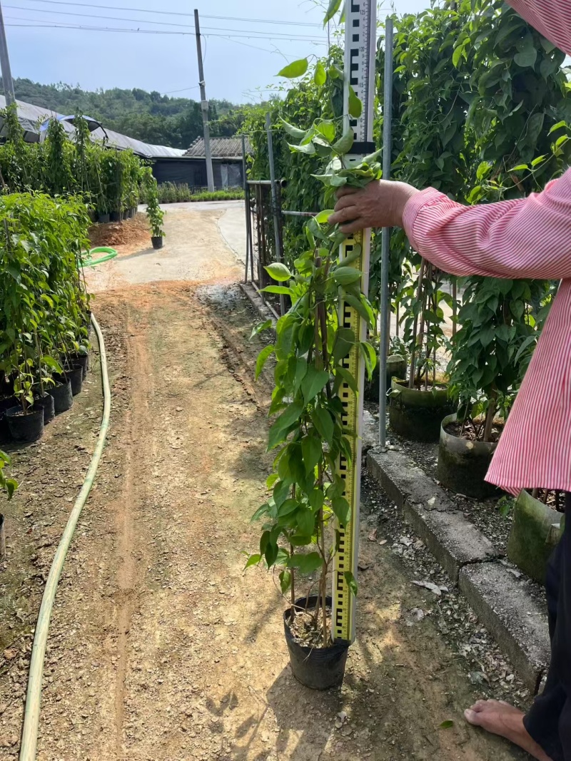 炮仗花60-120高出售基地现货直销期待洽谈合作