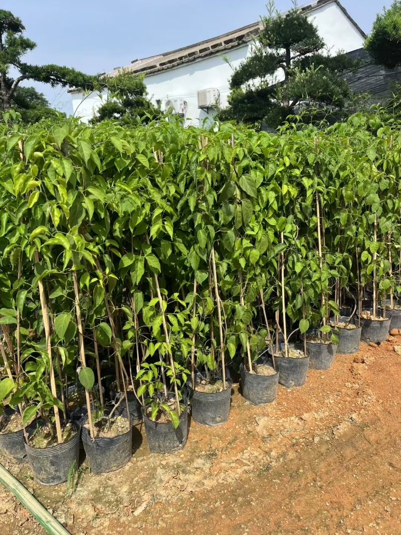 炮仗花60-120高出售基地现货直销期待洽谈合作