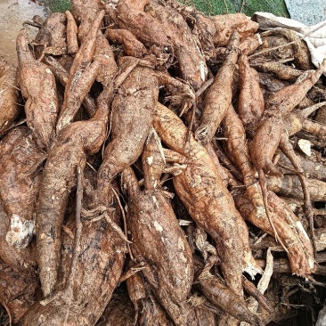 野生葛根粉