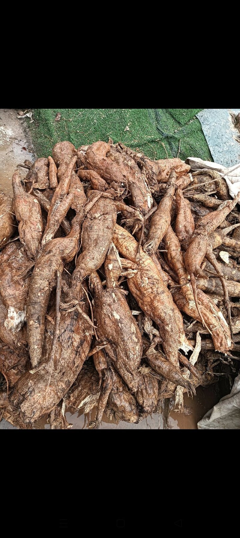 野生葛根粉