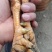 玉米土阉鸡，龙头凤尾，坚身实肉，6.1重，价格11块多