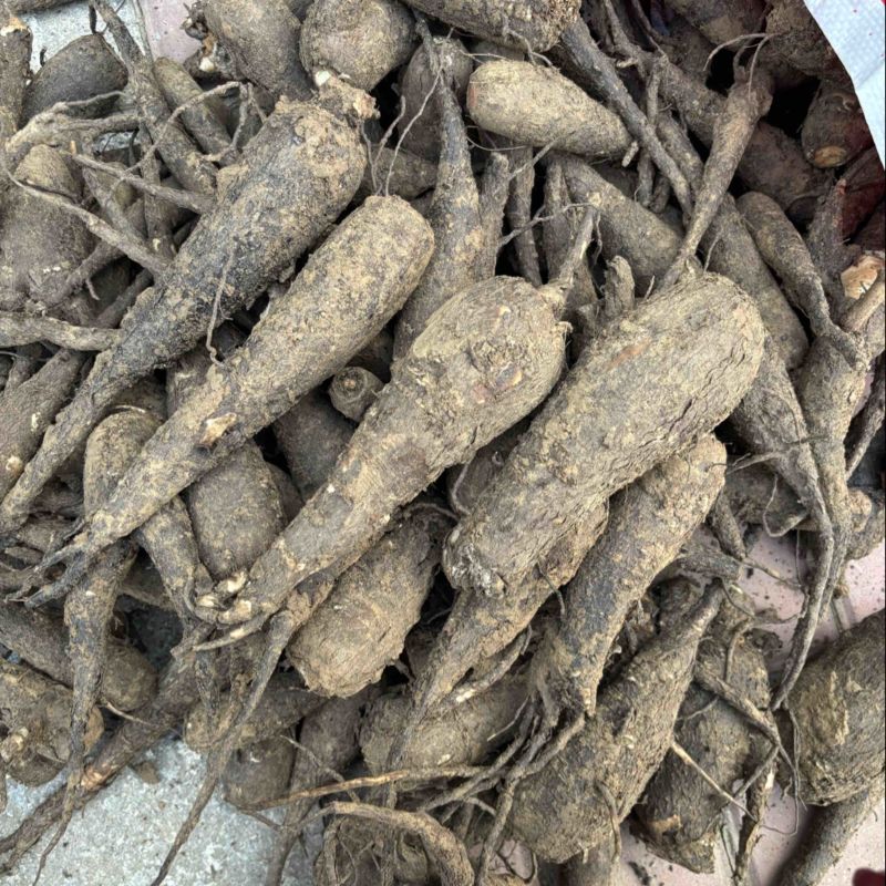 紫茉莉根