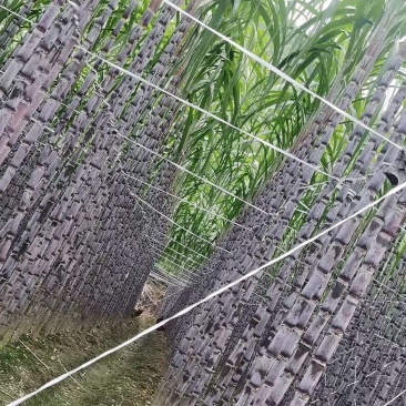 贵州紫皮甘蔗，产地推销，一手货源，货源充足，欢迎采购