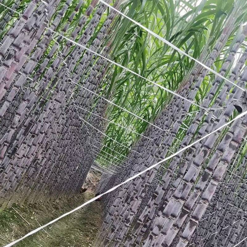 贵州紫皮甘蔗，产地推销，一手货源，货源充足，欢迎采购
