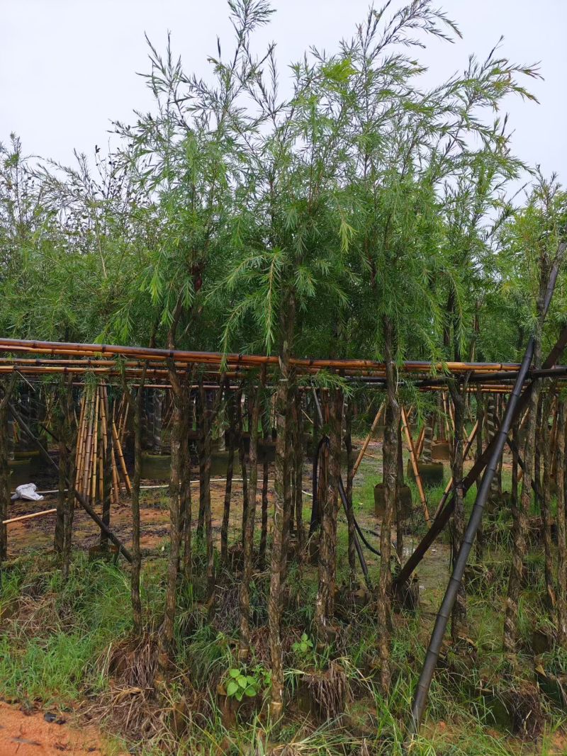 红千层（串钱柳）3-12公分出售可视频看货