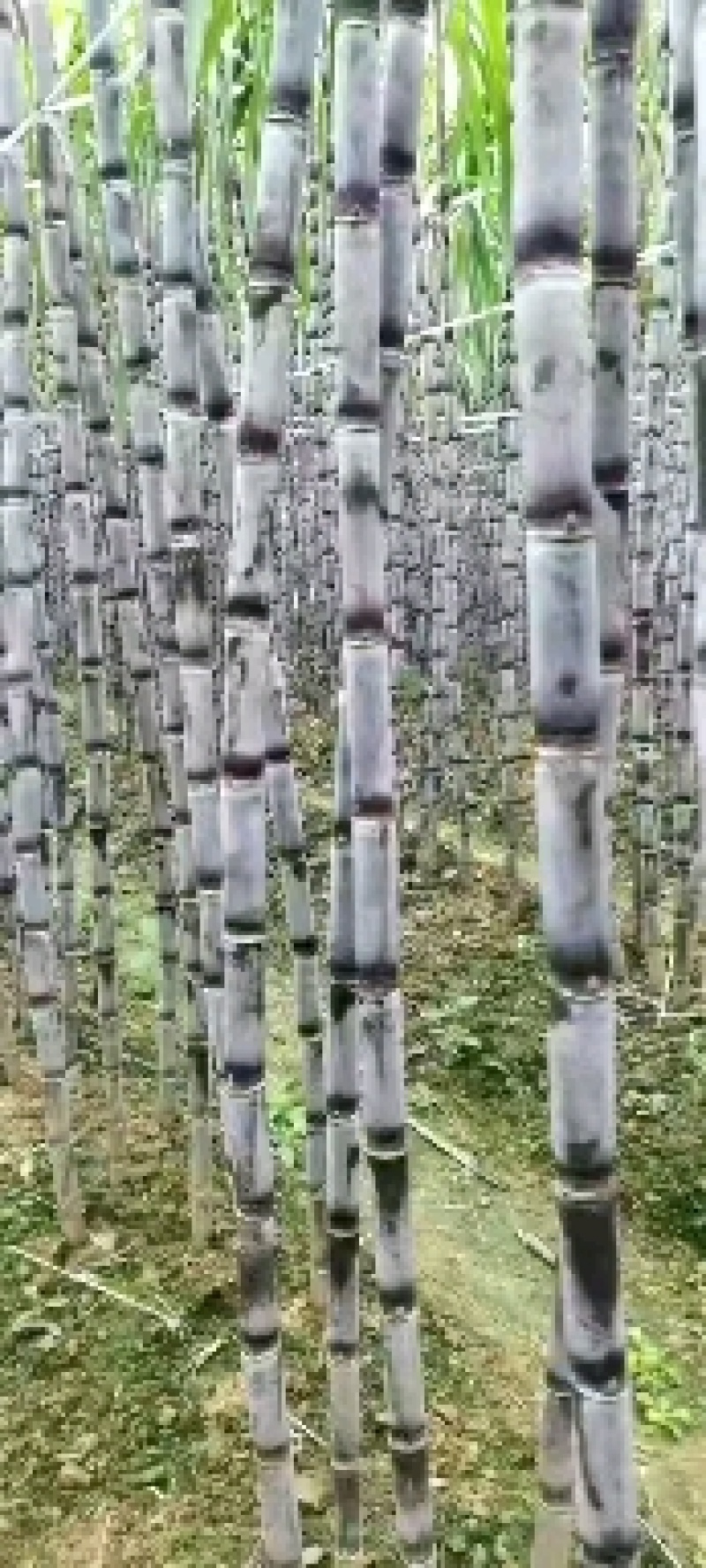 贵州紫皮甘蔗，产地推销，一手货源，货源充足，欢迎采购