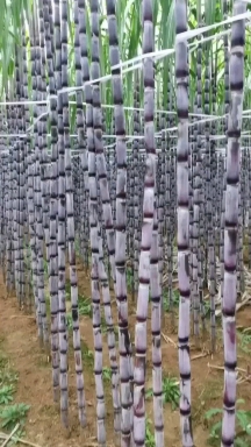 贵州紫皮甘蔗，产地推销，一手货源，货源充足，欢迎采购