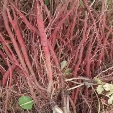 丹参种植基地，合作种植500以上