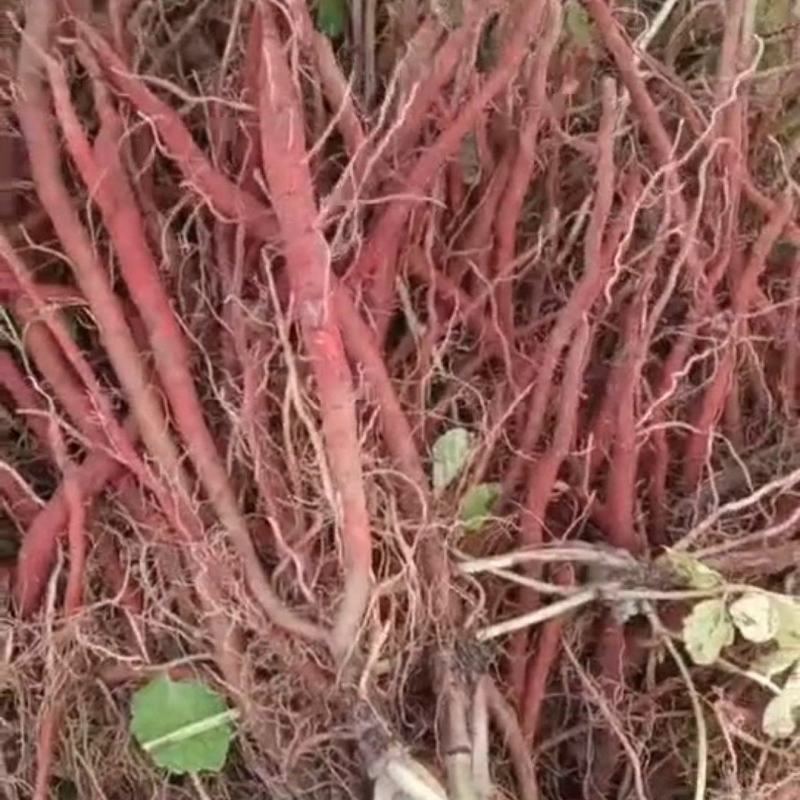 丹参种植基地，合作种植500以上