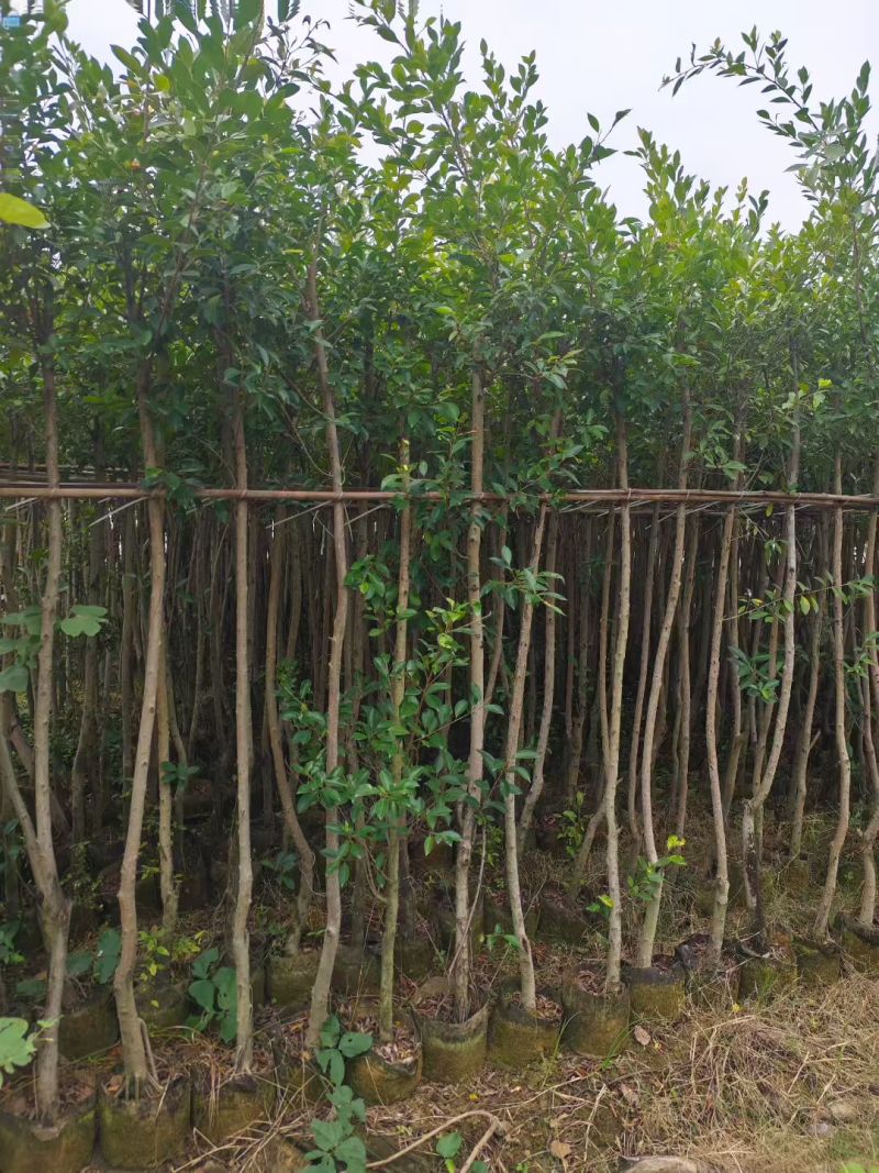 小叶榕3-8公分大量出售基地直销规格齐全可视频
