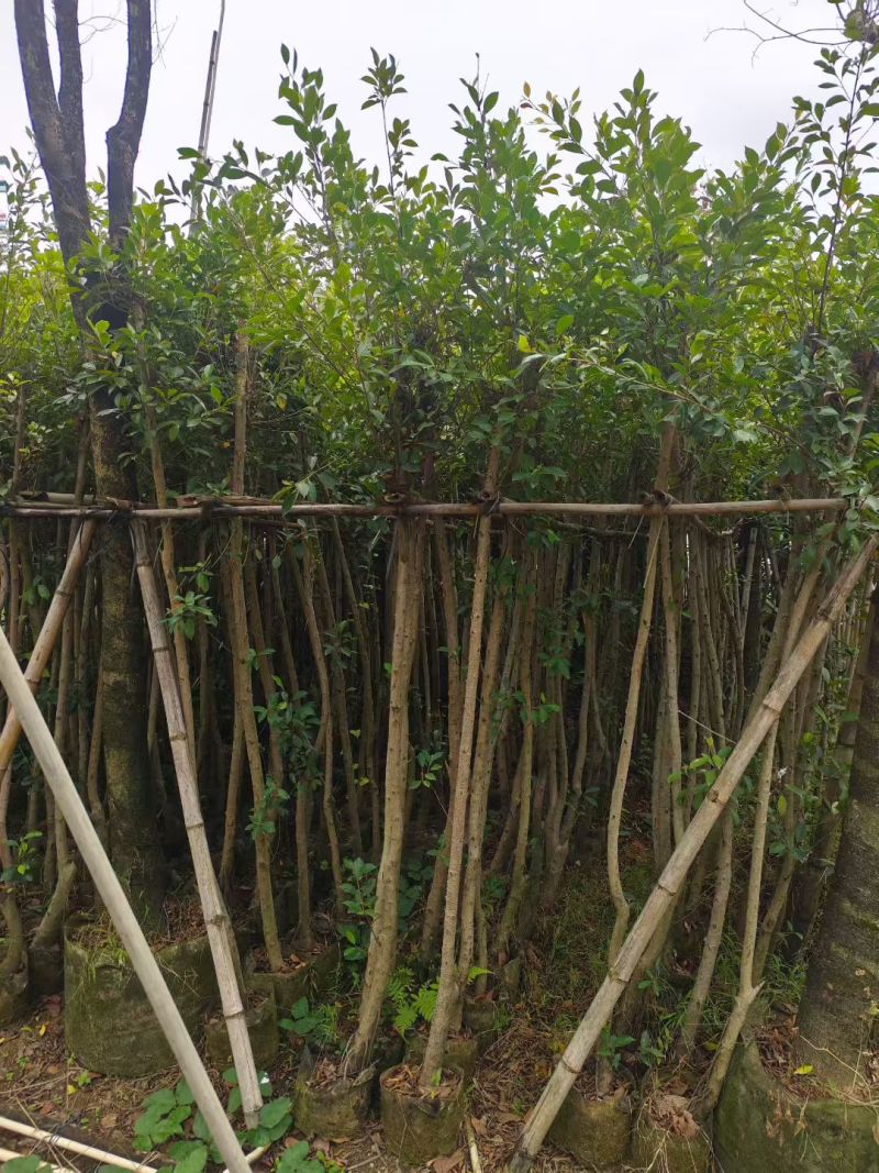 小叶榕3-8公分大量出售基地直销规格齐全可视频