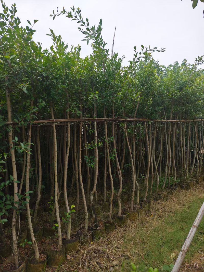 小叶榕3-8公分大量出售基地直销规格齐全可视频