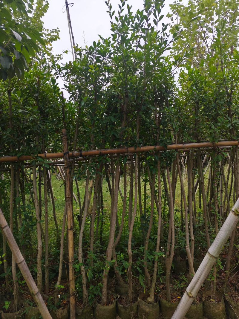 小叶榕3-8公分大量出售基地直销规格齐全可视频