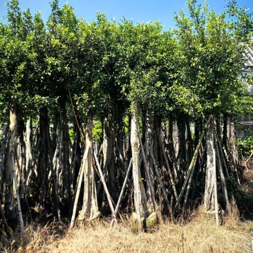 小叶榕8-15公分大量出售基地直销可现场考察