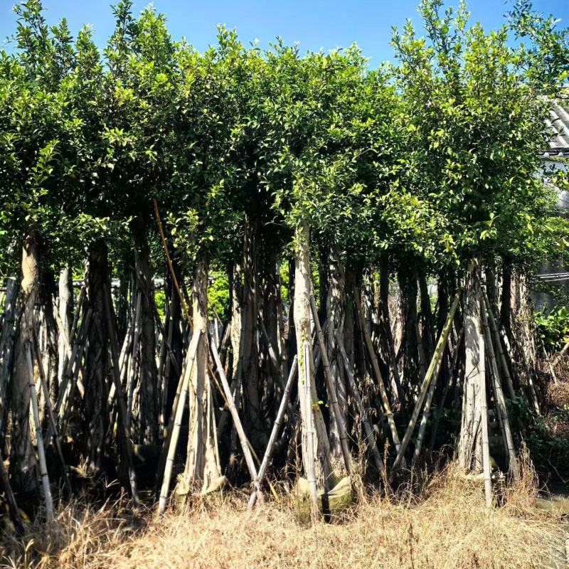 小叶榕8-15公分大量出售基地直销可现场考察