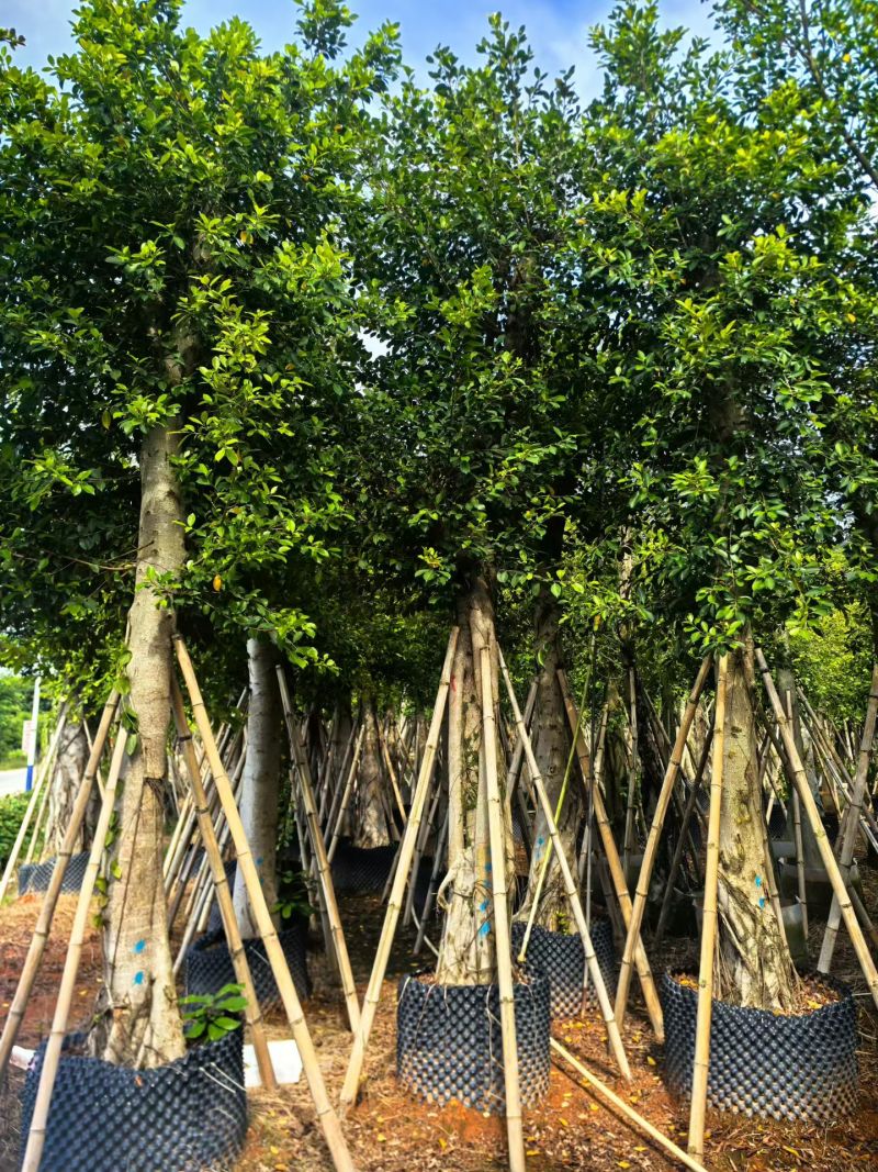 小叶榕8-15公分大量出售基地直销可现场考察