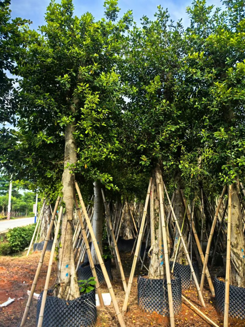小叶榕8-15公分大量出售基地直销可现场考察
