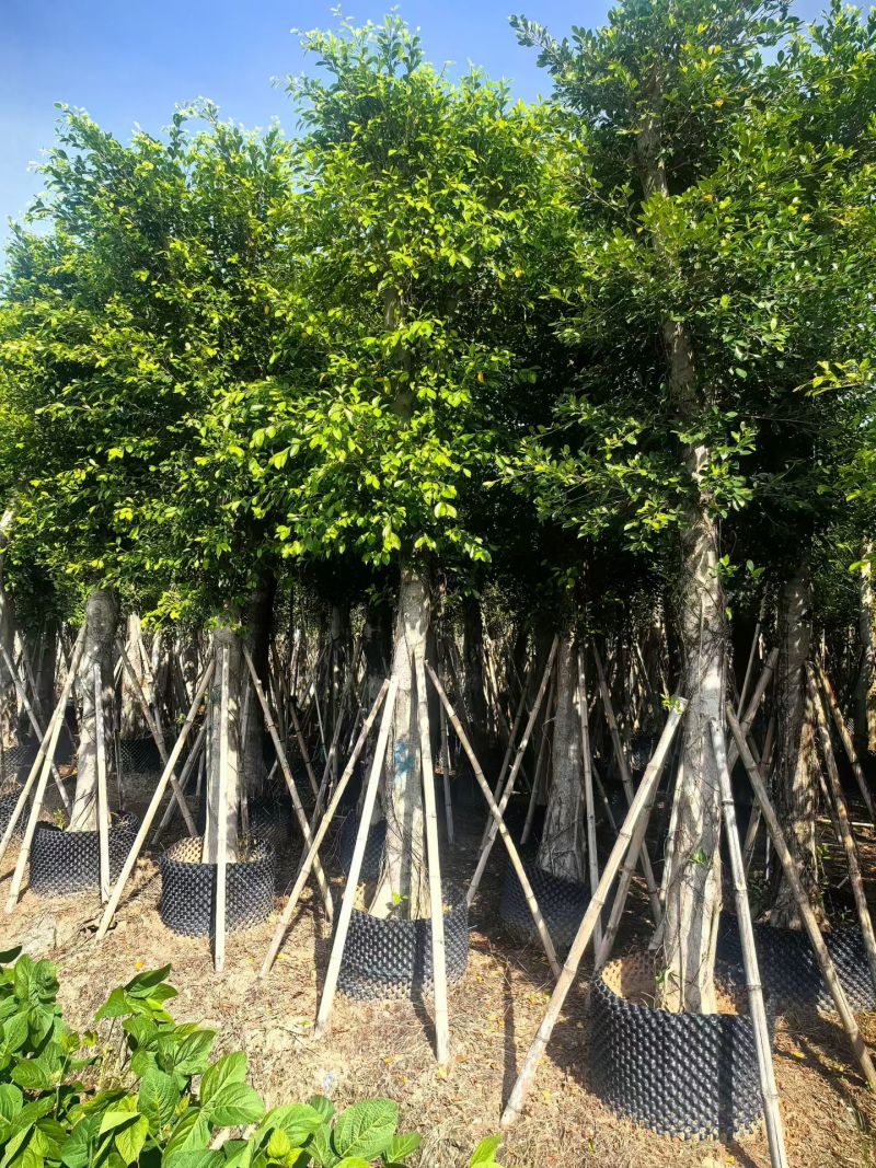 小叶榕8-15公分大量出售基地直销可现场考察